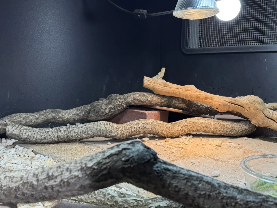 Raised basking surfaces beneath the Dino Dining lighting