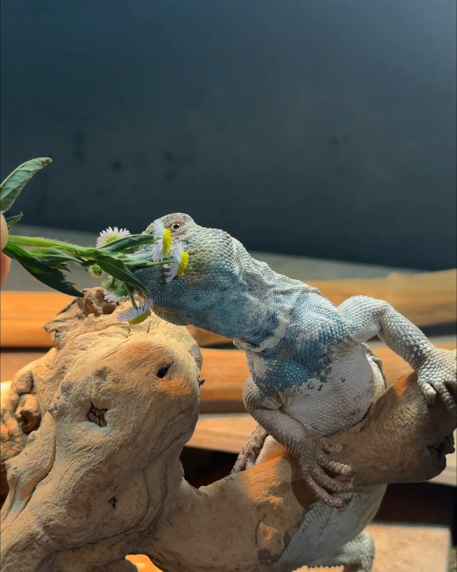 Uromastyx taking a bite of flowers