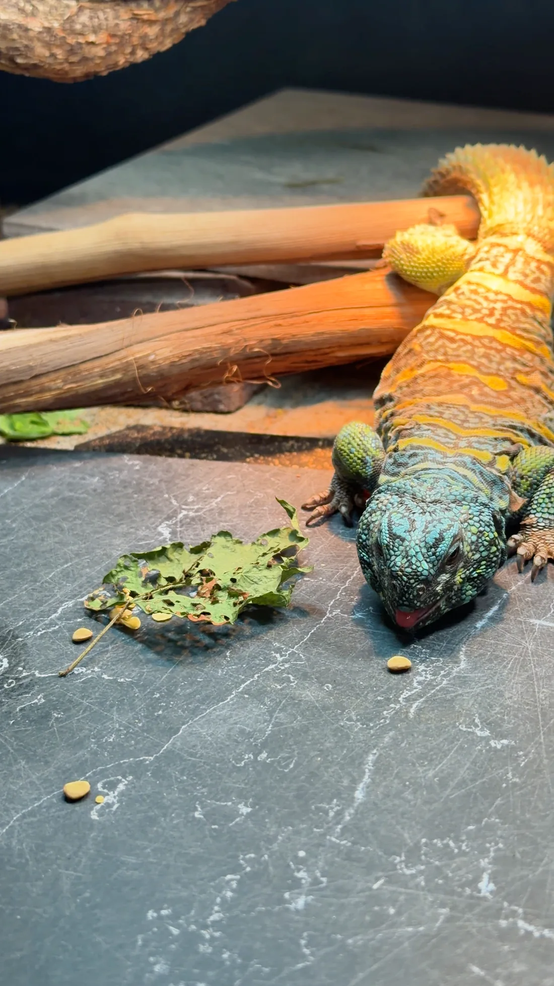 Derek showing his blue head and bright orange patterned tail beside his food