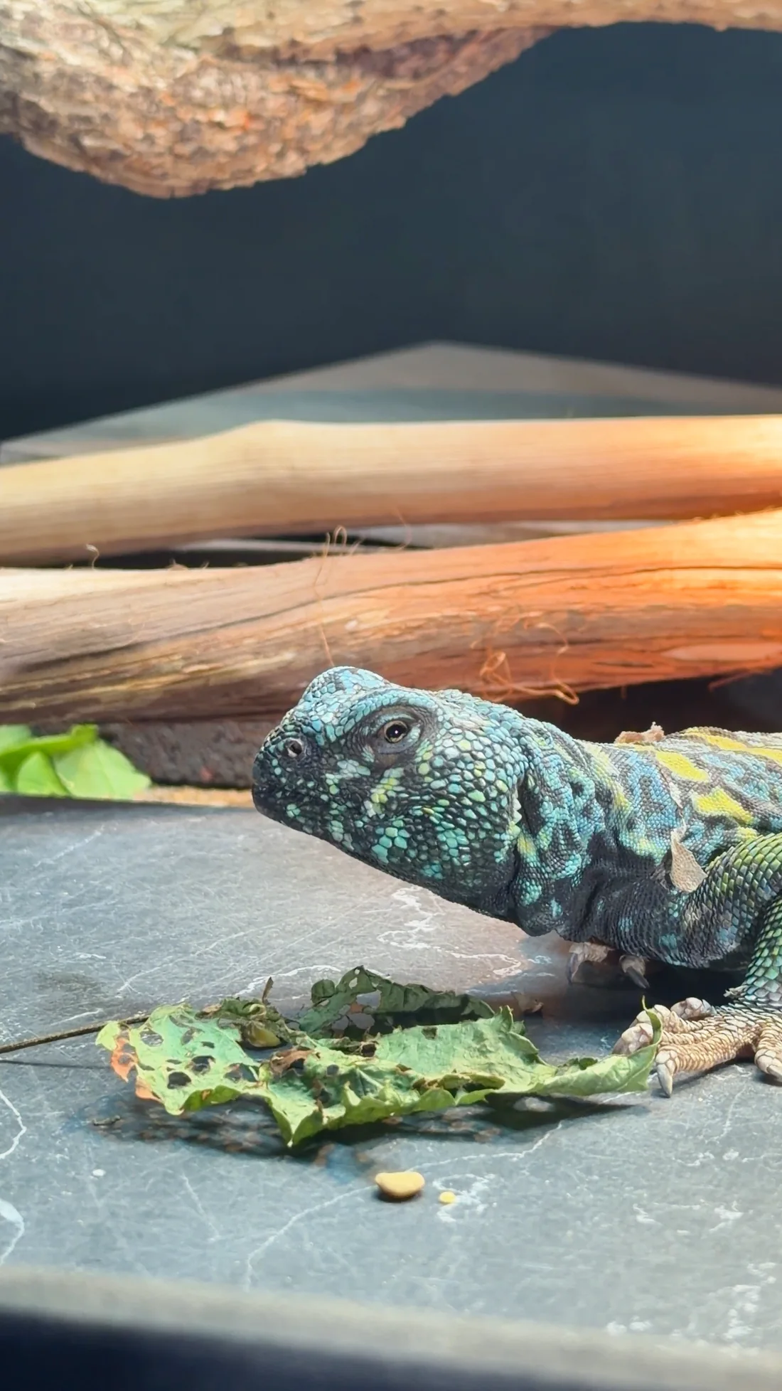 Derek the younger blue ornate uromastyx beside his greens