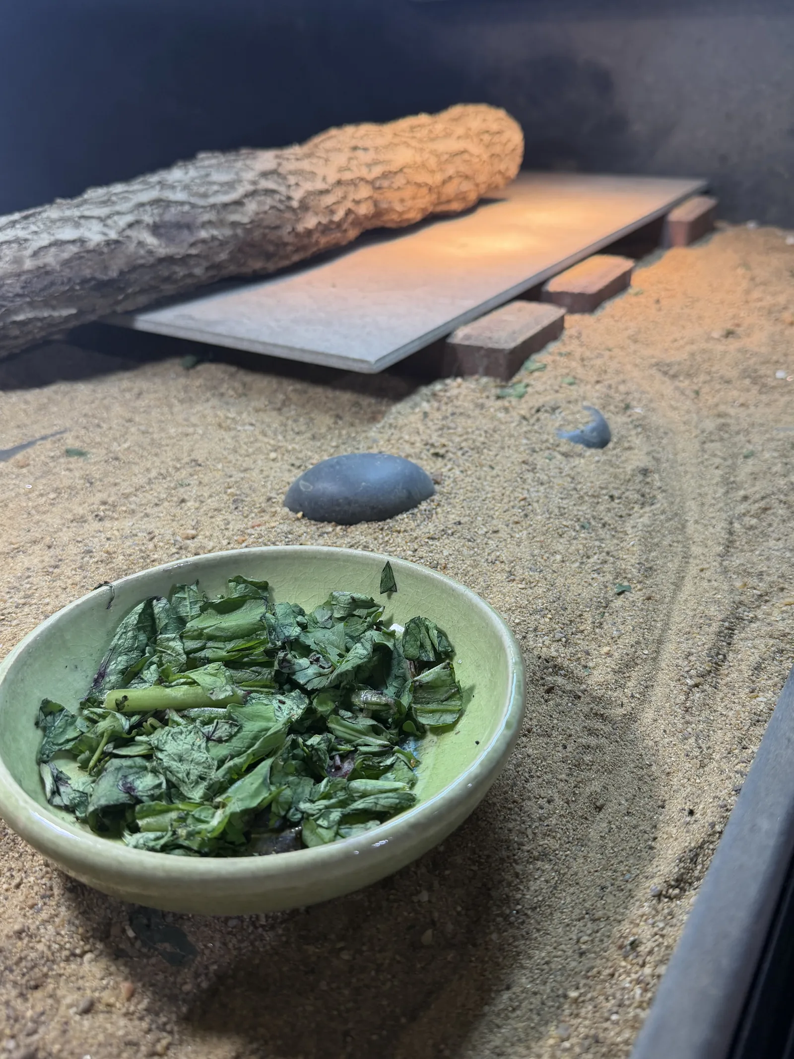 A basking slab and greens bowl in a sand enclosure