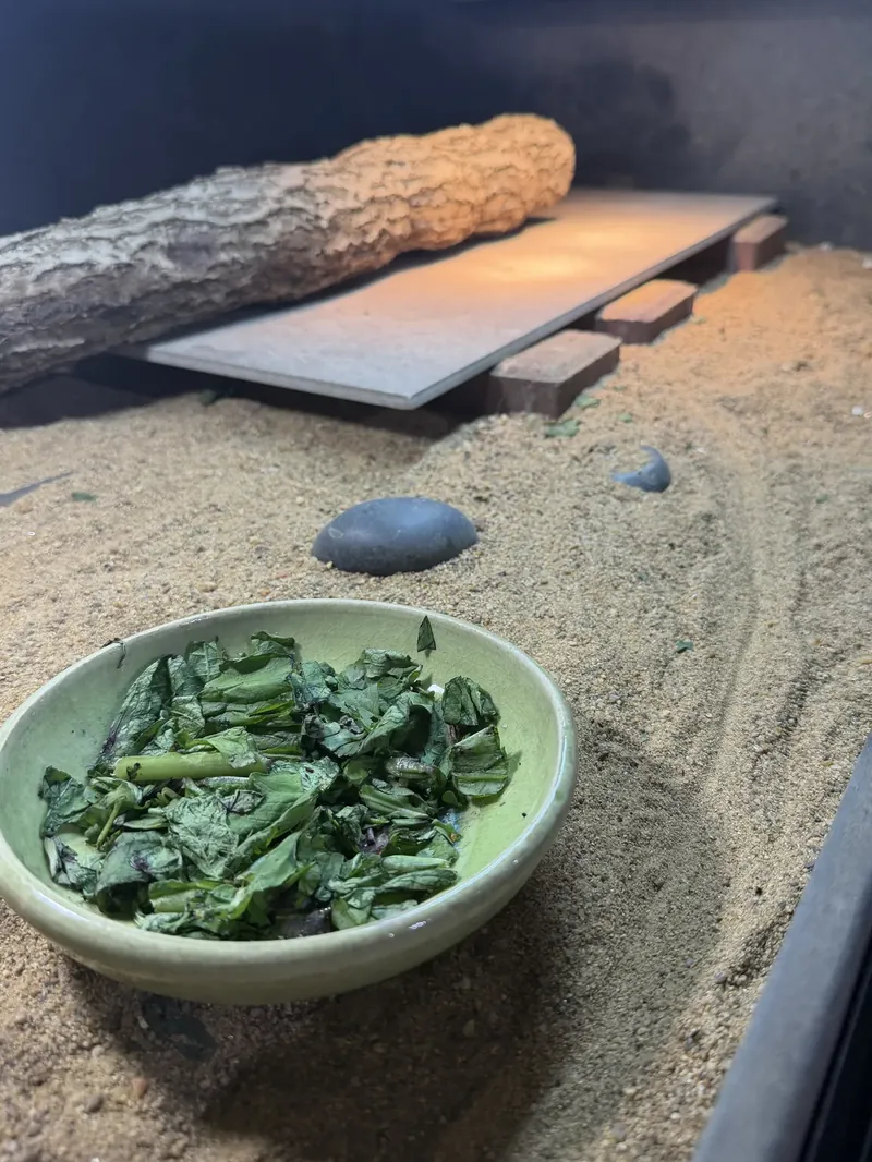 A basking slab and greens bowl in a sand enclosure