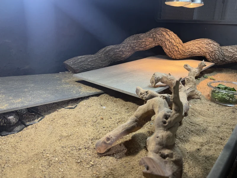 A real Dino Dining enclosure with a uromastyx, sand, slate, branches, and a food dish