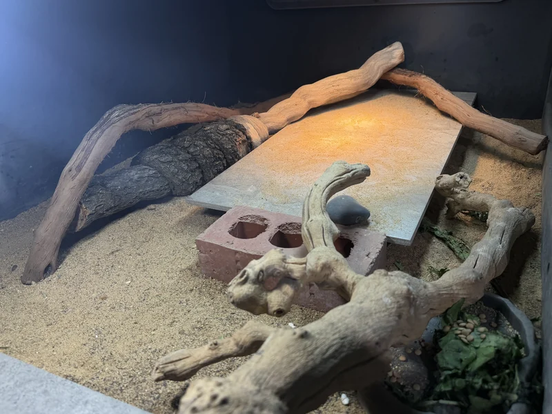 Full sandy uromastyx enclosure with open ground, slate basking surface, low brick-supported shelter, branches, and a food dish