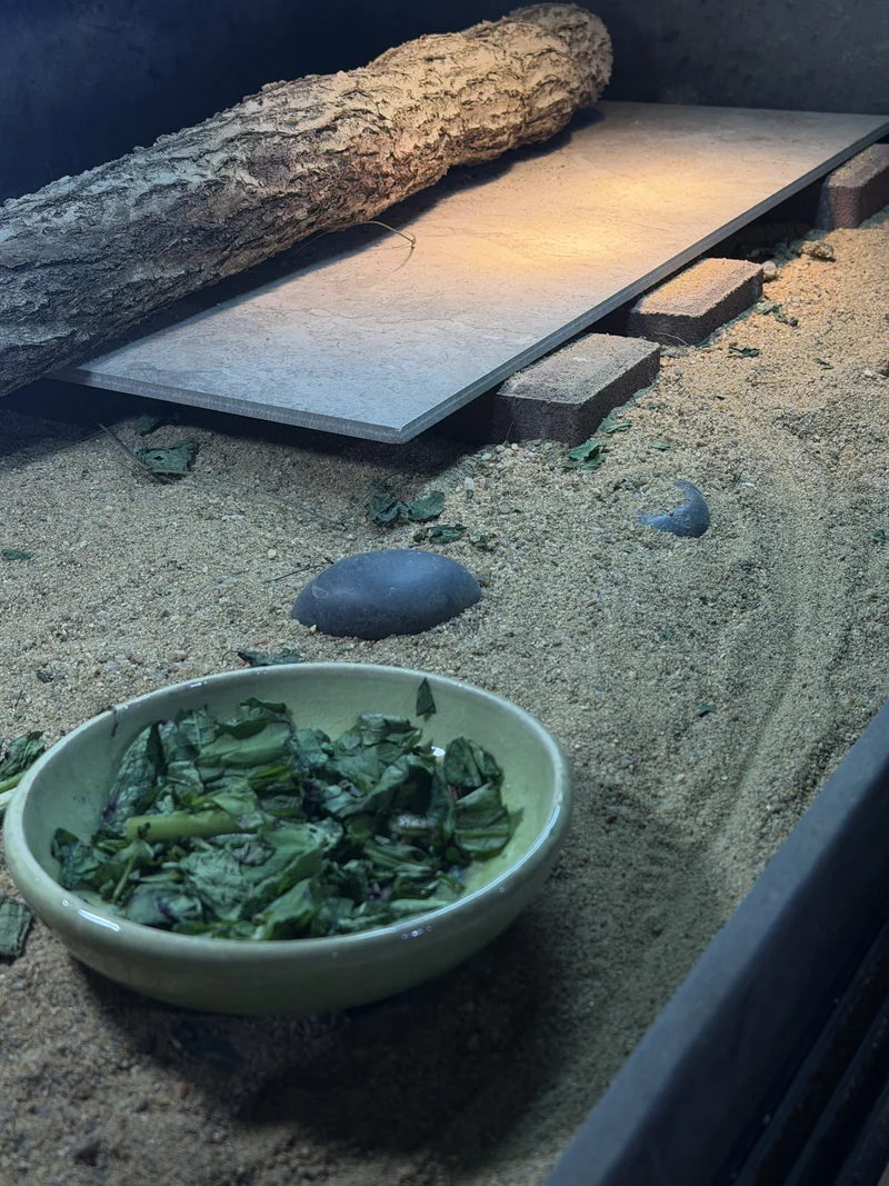 Bowl of chopped leafy greens in a dry sandy enclosure beside a broad slate basking platform