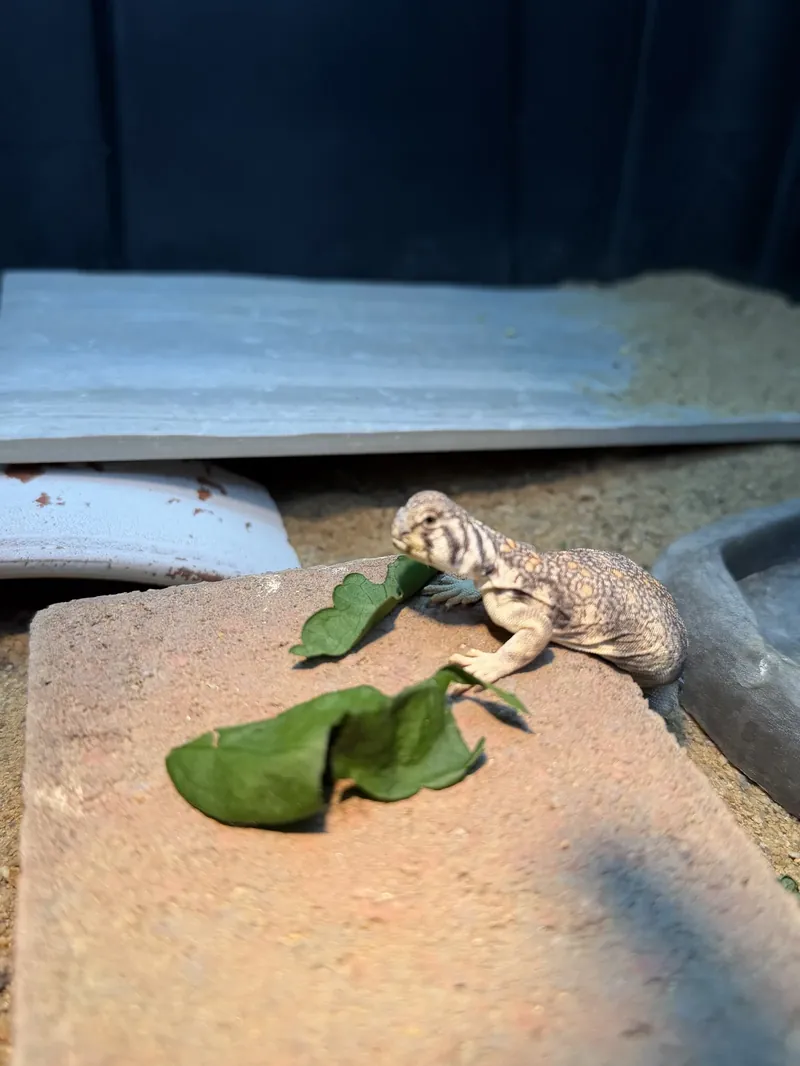 A young uromastyx eating greens on a slab, with open sand floor around it