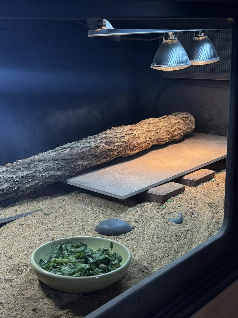Enclosure view showing two overhead basking lamps, linear lighting, slate, sand, and a food dish