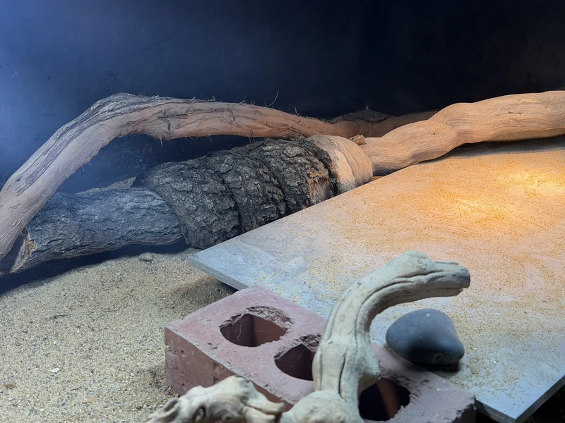 Close enclosure view of dry sandy substrate, broad slate, low brick-supported shelter, and sturdy wood