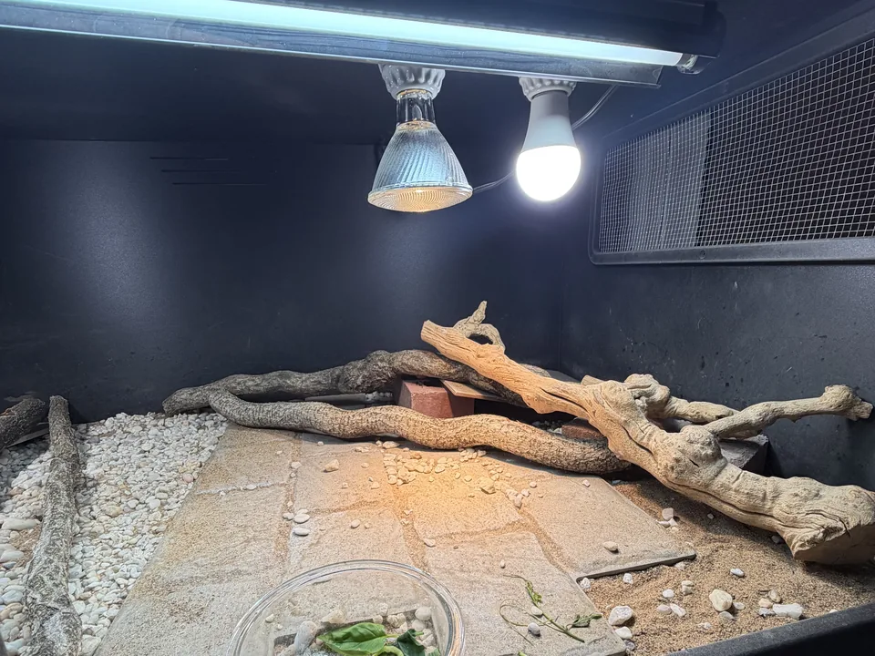 Dino Dining enclosure with branches, basking surfaces, open ground, and overhead lighting