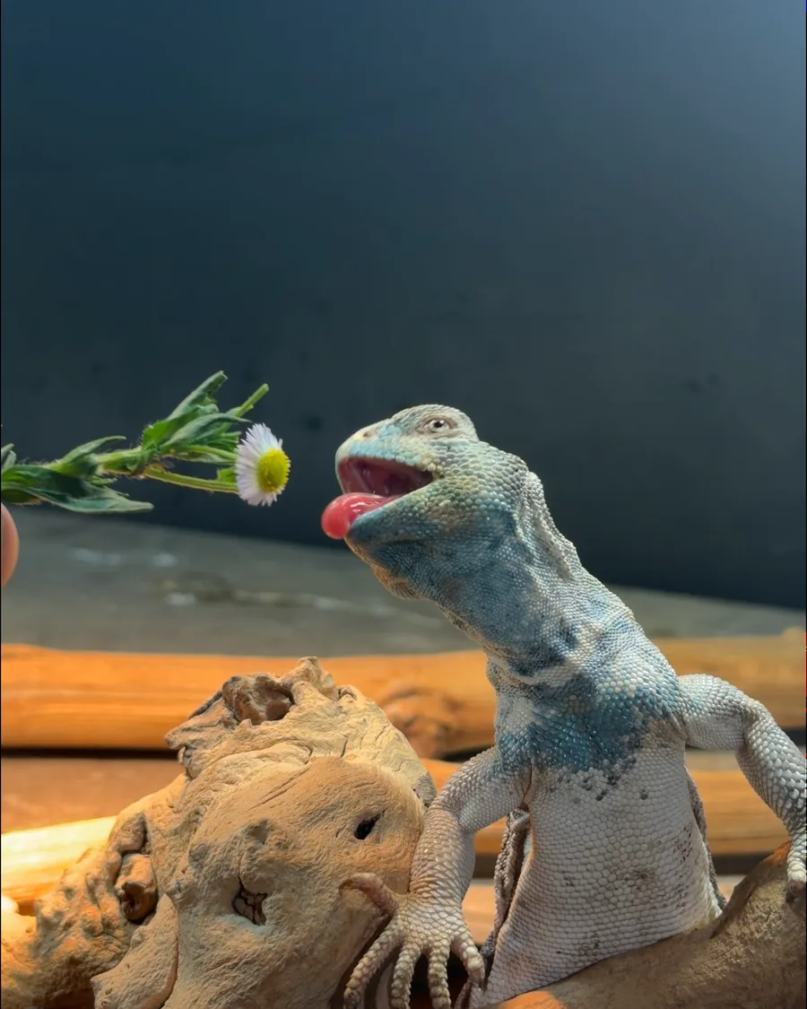 Uromastyx inspecting a bouquet of flowers