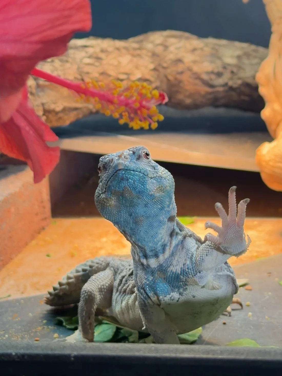 A blue uromastyx reaching a tiny open hand up toward a flower