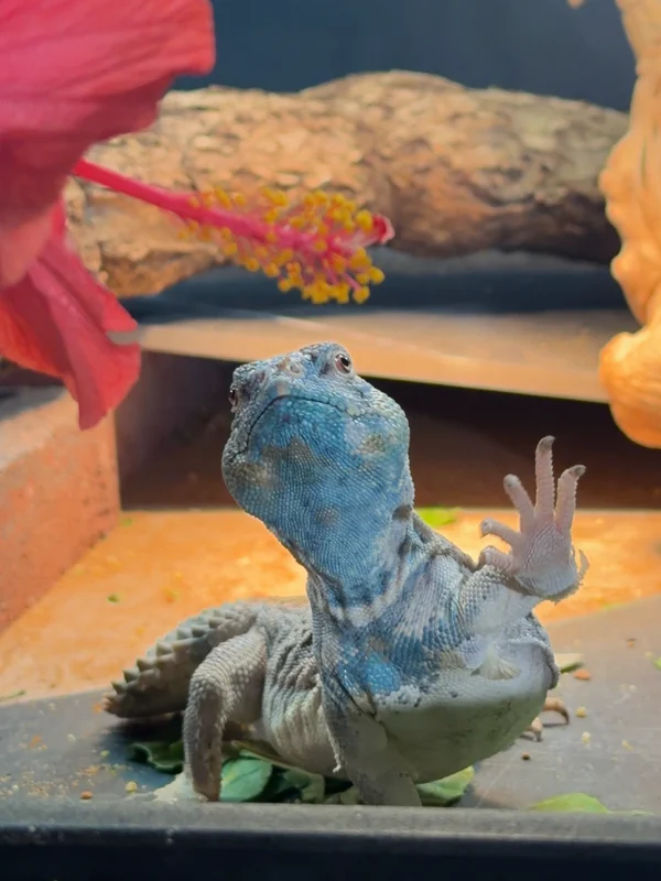 A uromastyx reaching upward with an open front foot beside a flower