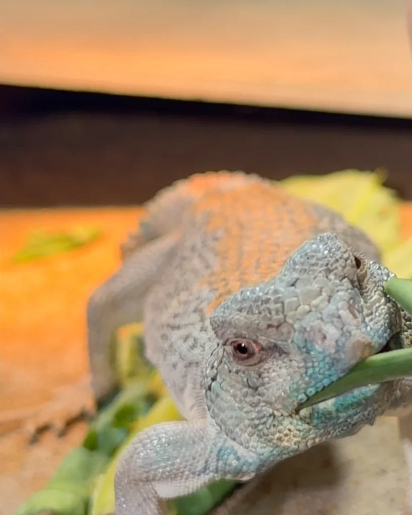 Gus taking a very serious bite of a green bean