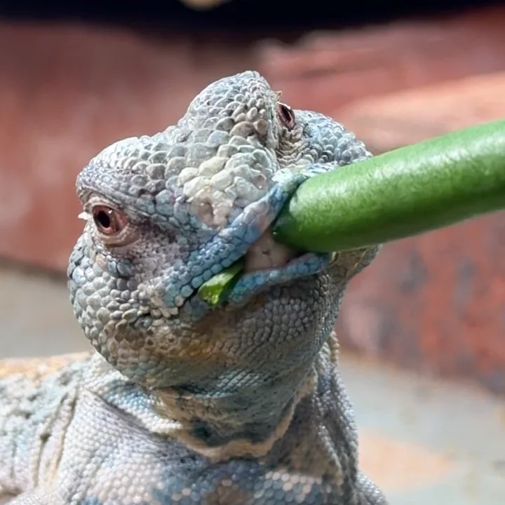Close-up of Gus biting a green bean