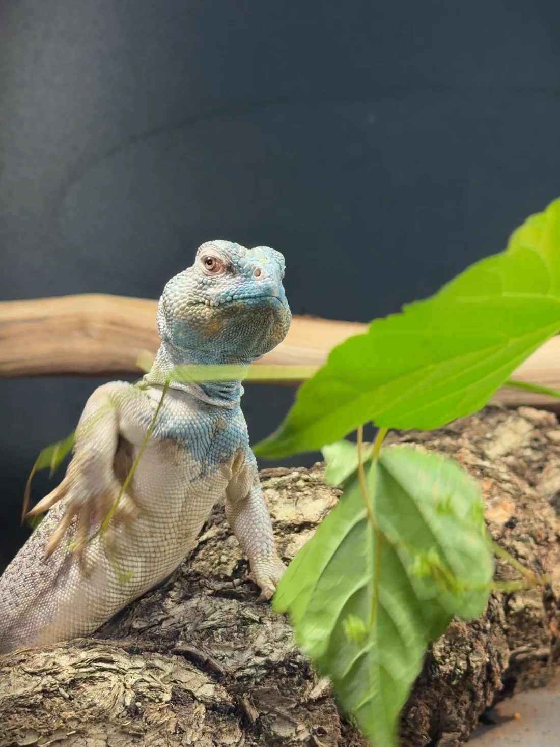 Gus perched on cork bark among leafy branches in his enclosure