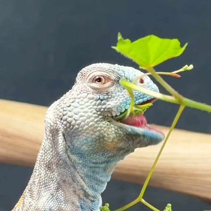 Gus peeking through leafy stems, tongue out