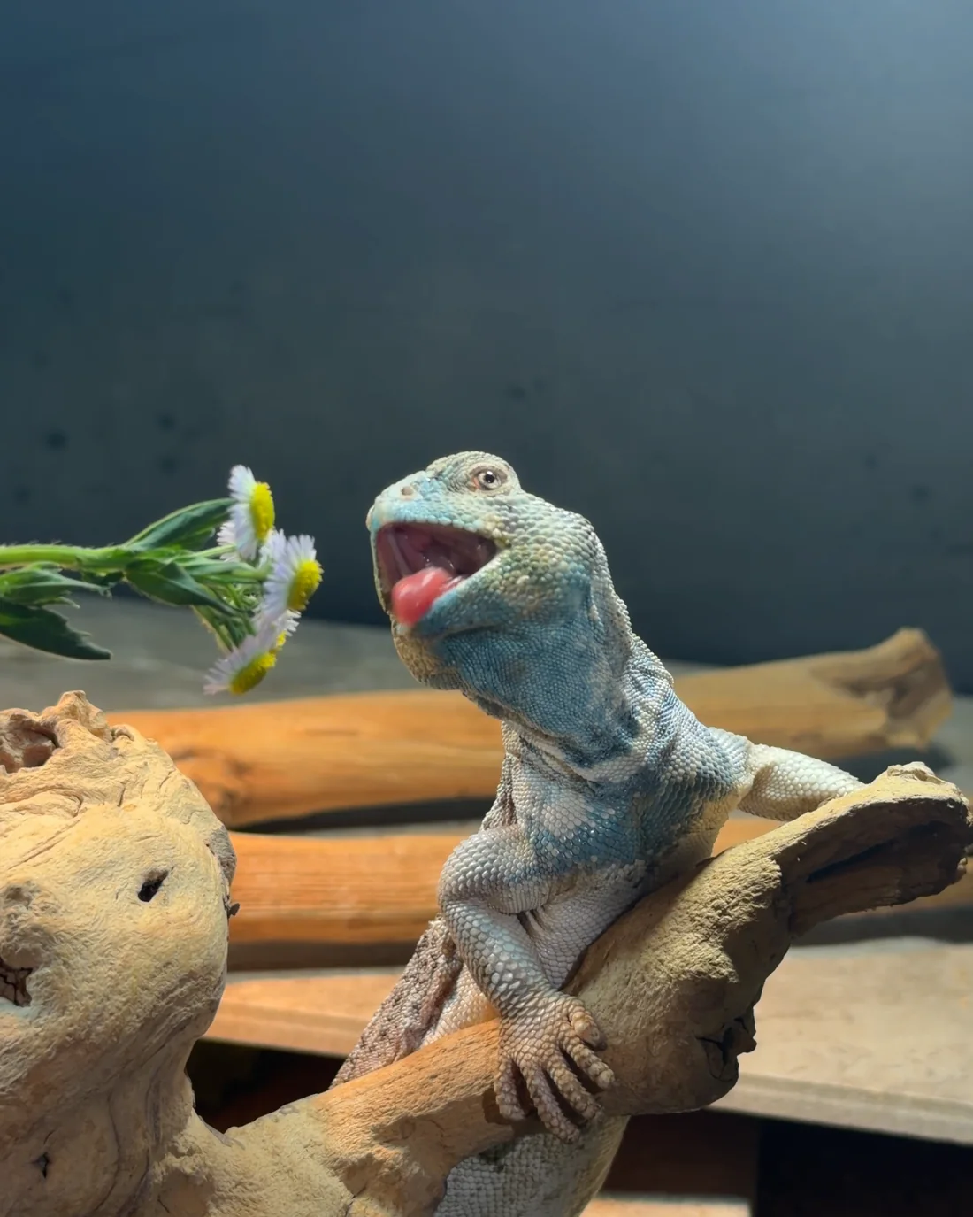 Gus the Uromastyx thomasi reacting to a flower snack