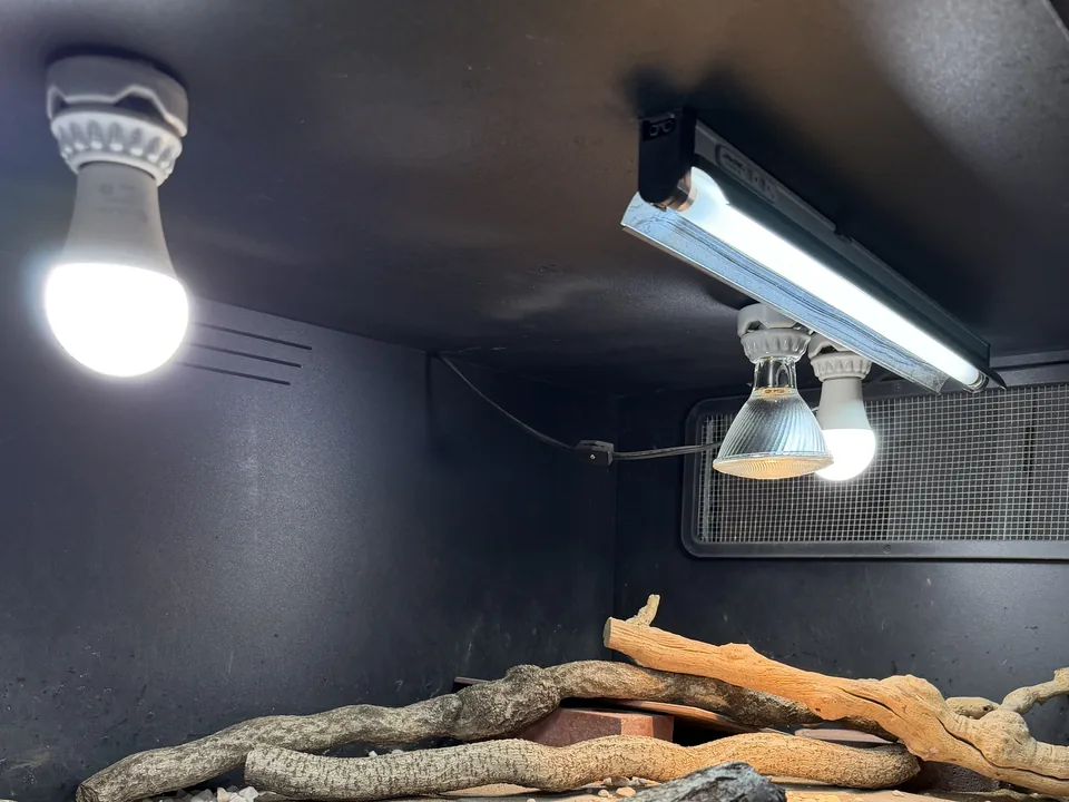 Linear UVB, visible light, and basking fixtures above the habitat