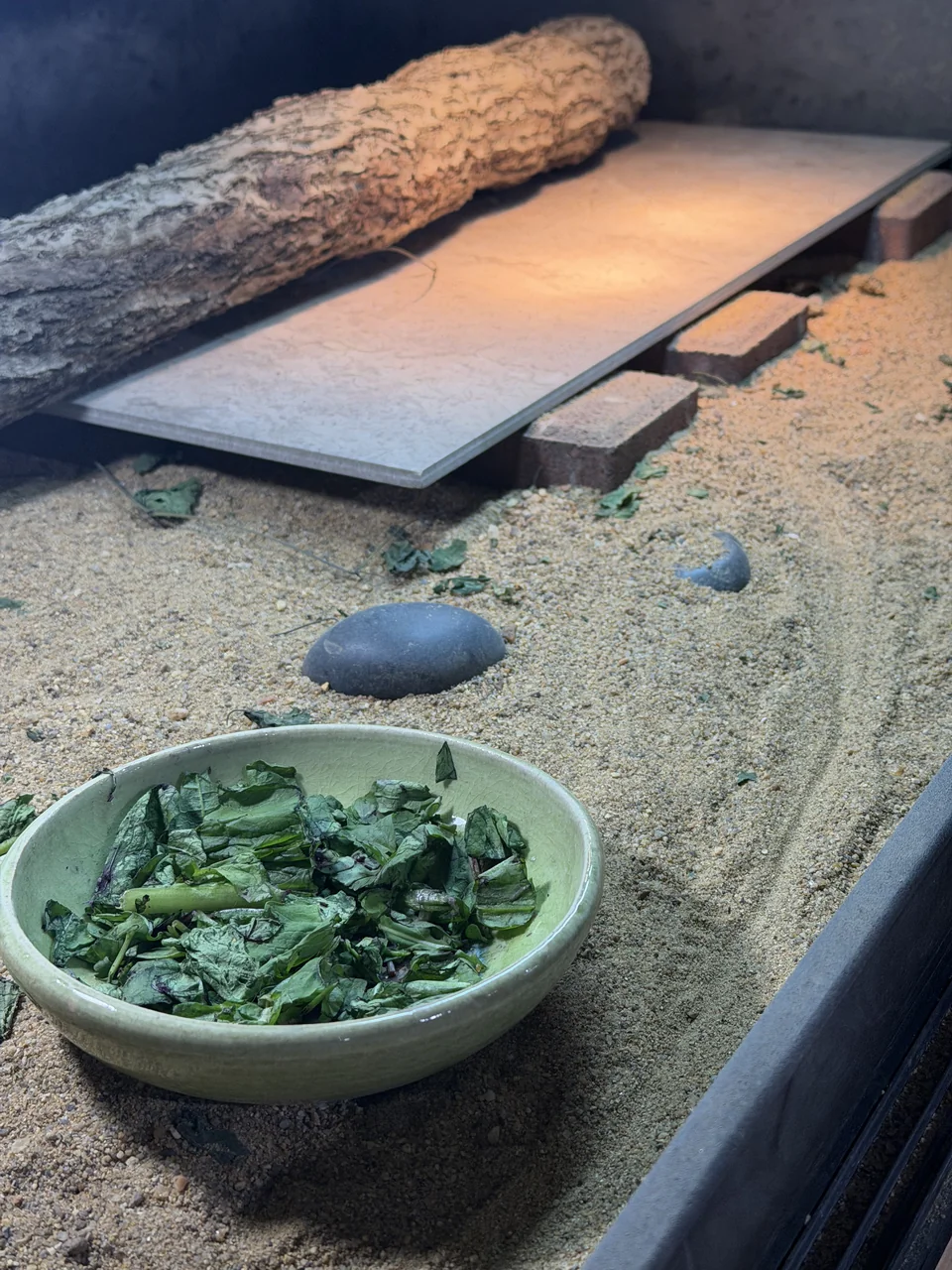 An actual Dino Dining enclosure with tile, sand and basking platform