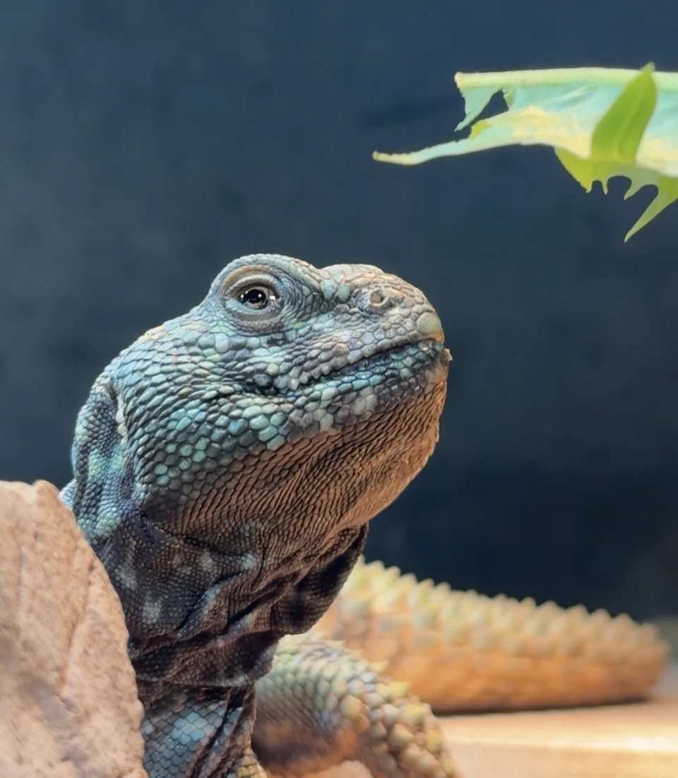 Derek looking up toward fresh greens