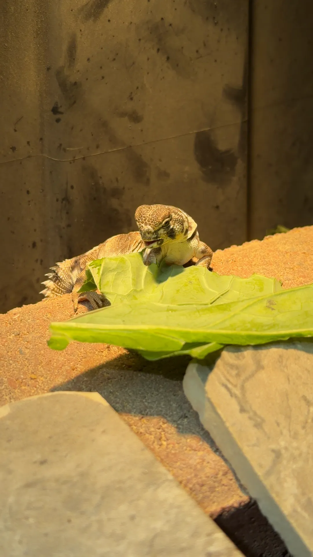 Baby Pebble eating beside a big leaf