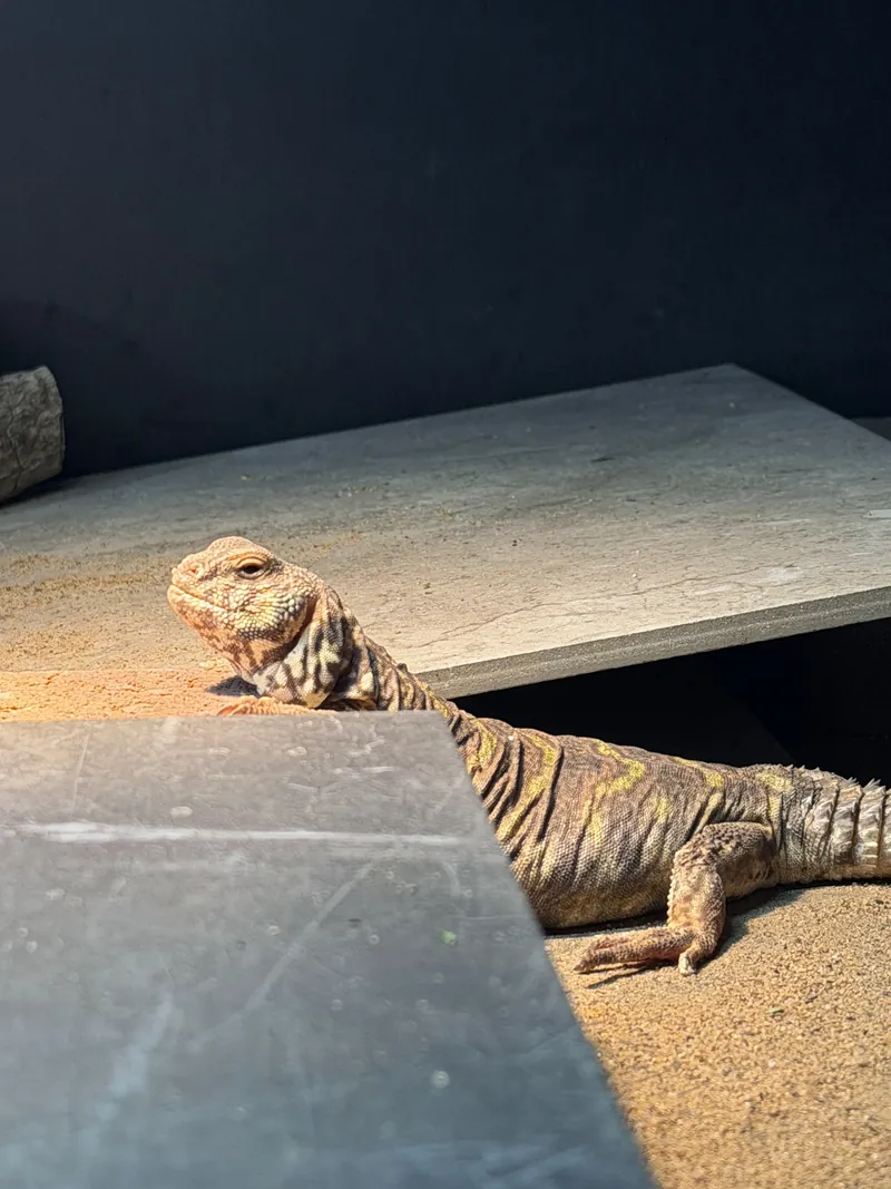A baby uromastyx resting beside a slate slab