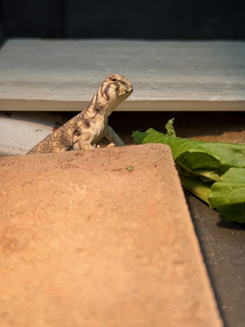 A baby uromastyx peeking over a slab next to greens