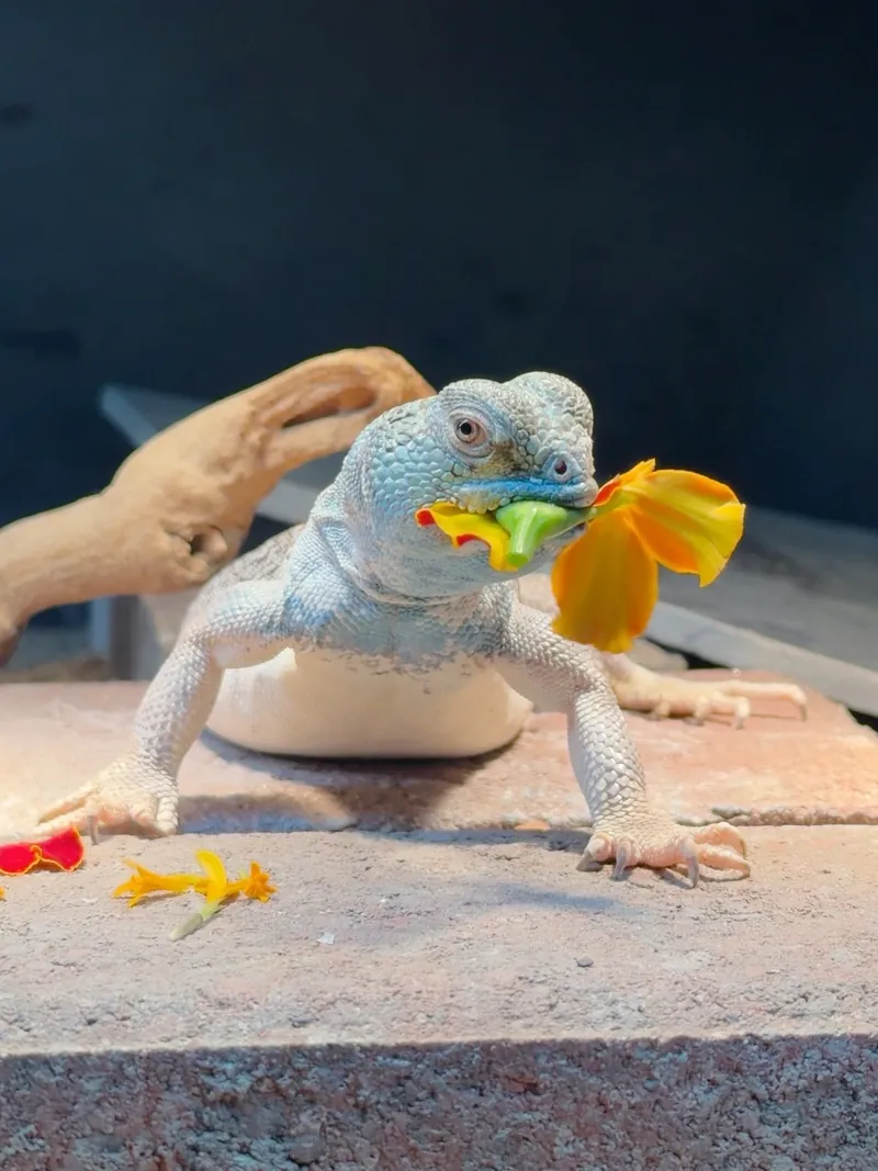 A uromastyx carrying an orange flower petal
