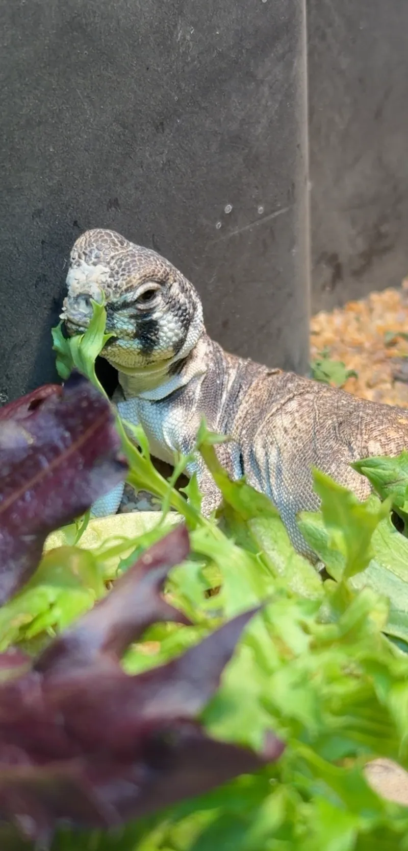 A uromastyx eating mixed leafy greens