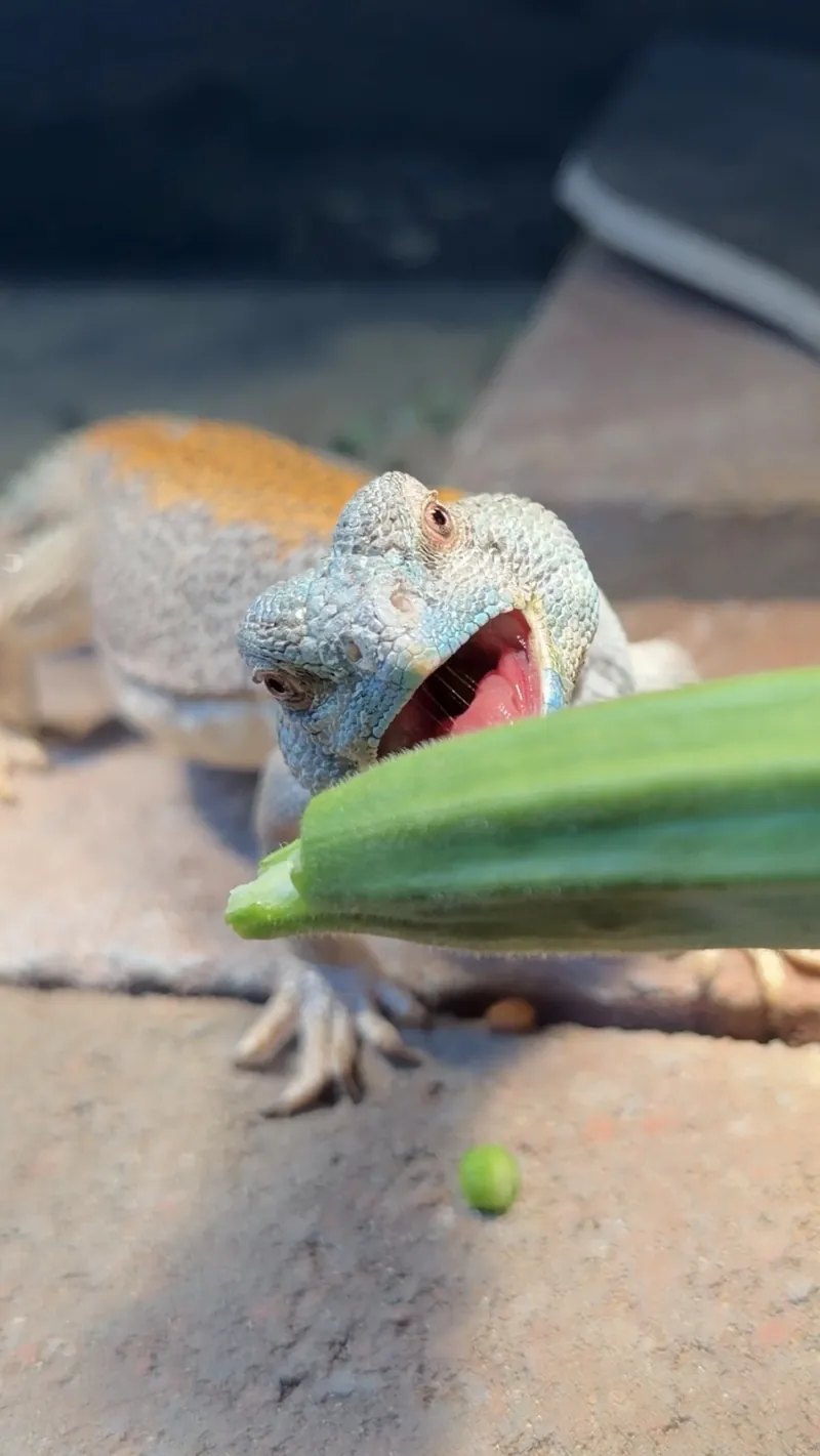Gus opening wide for a piece of okra