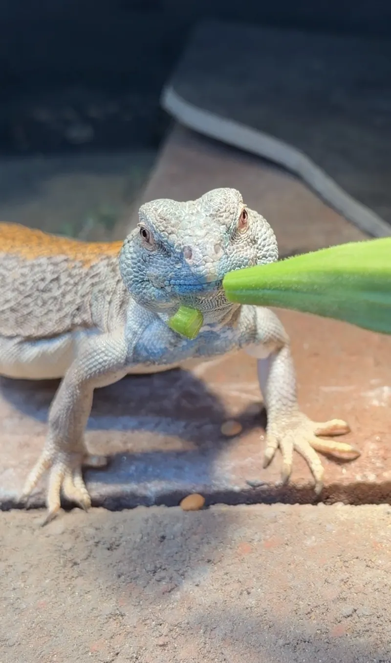 Gus facing the camera with a piece of okra