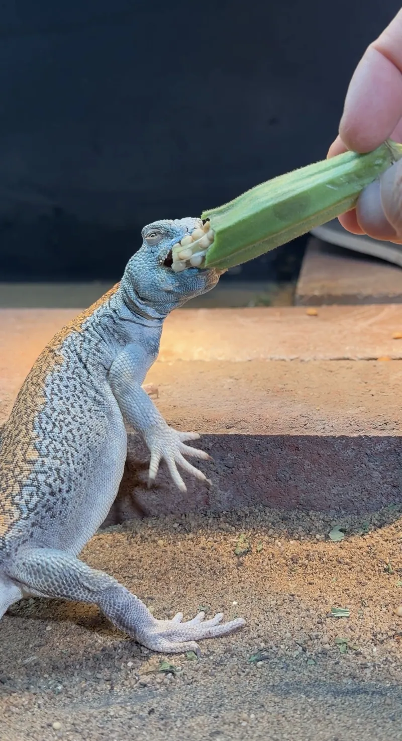 A uromastyx standing up to bite a piece of okra held out by hand