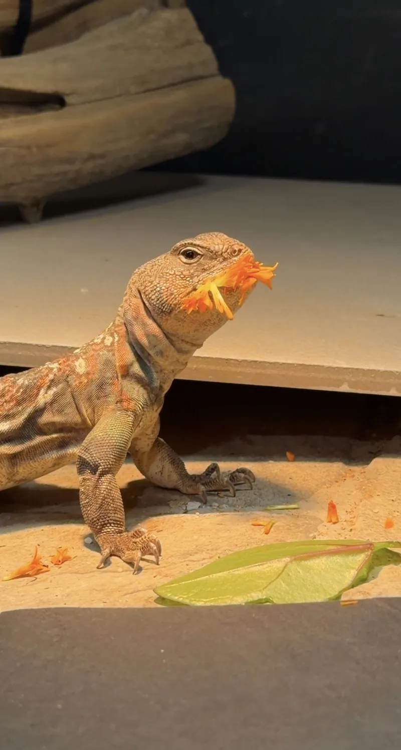An orange-headed ocellated uromastyx eating a flower