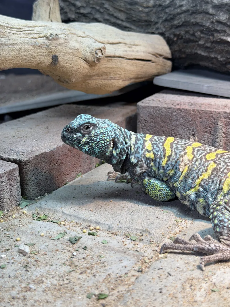 An ornate uromastyx with turquoise and yellow bands on stacked bricks