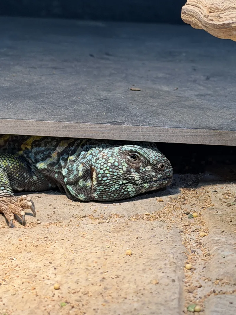 An ornate uromastyx resting in a low hide under a slate slab
