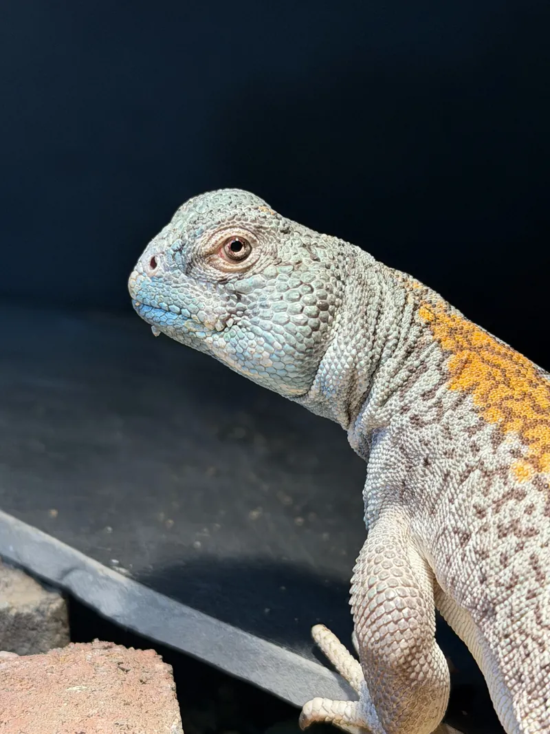 A pale blue-grey thomasi uromastyx with an orange back