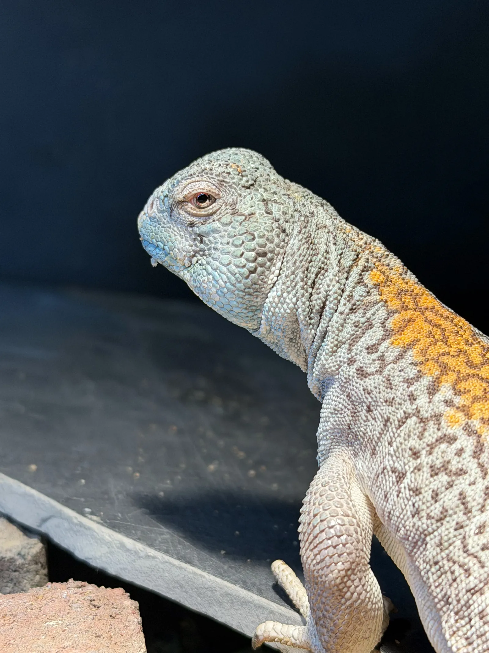 A pale uromastyx with an orange back, looking off to the side
