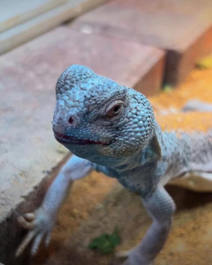 A uromastyx discovering a berry