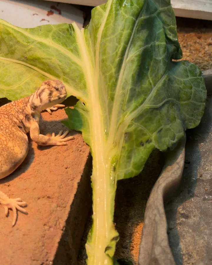 A baby uromastyx beside a big collard leaf