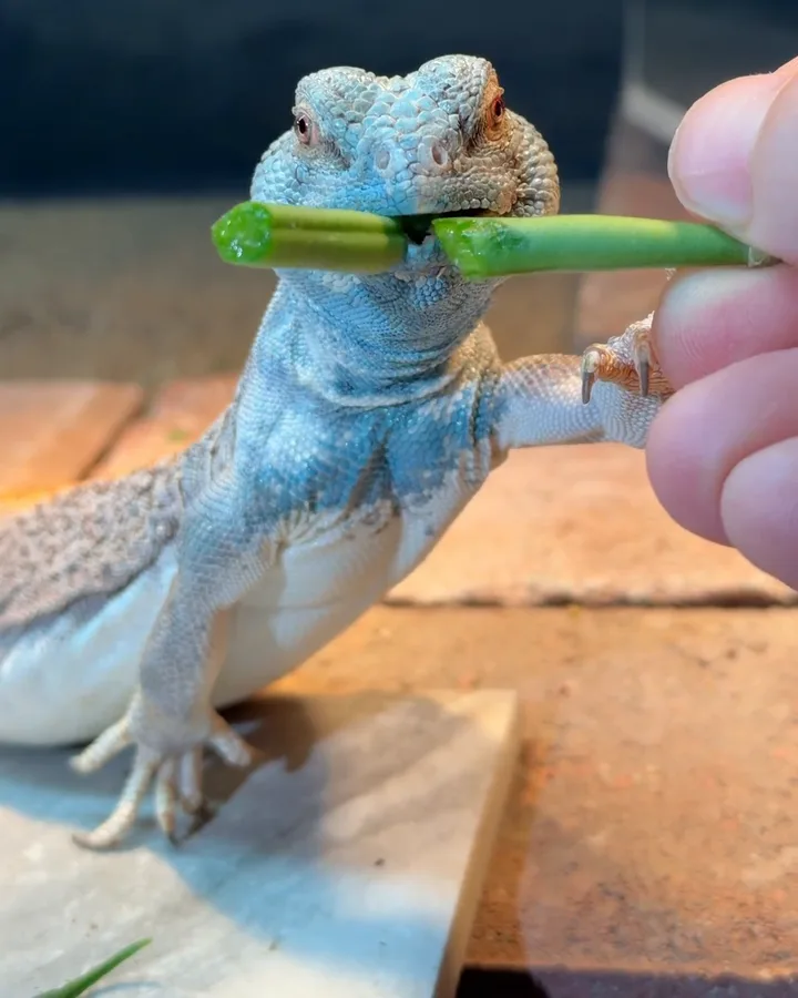 A uromastyx holding two pieces of green bean in his mouth
