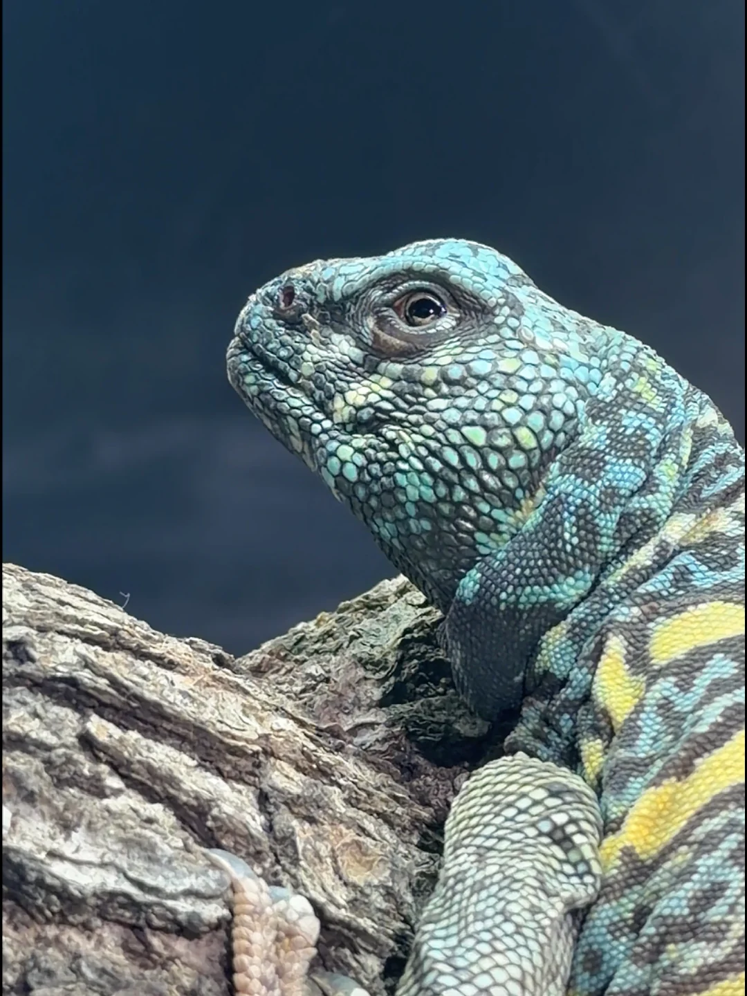 A turquoise-and-gold uromastyx resting on bark, its bright eye and intricate scales in clear profile