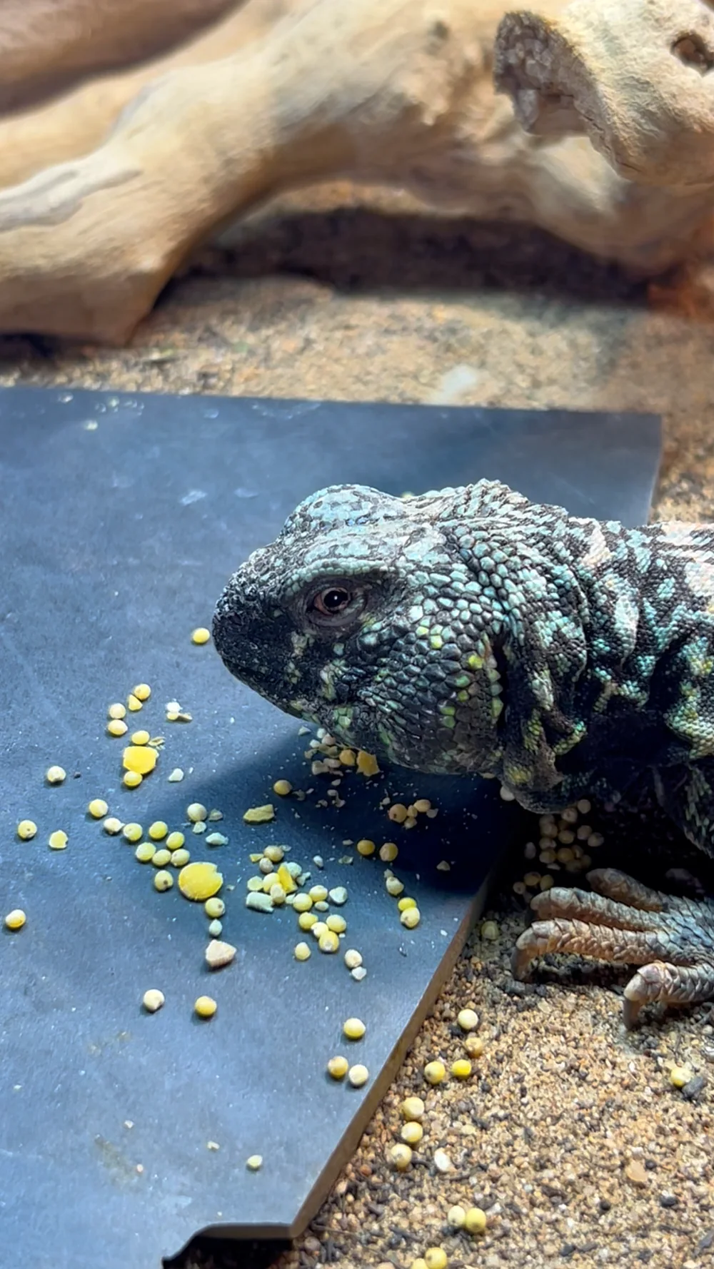 Walter the older ornate uromastyx reaching toward flowers