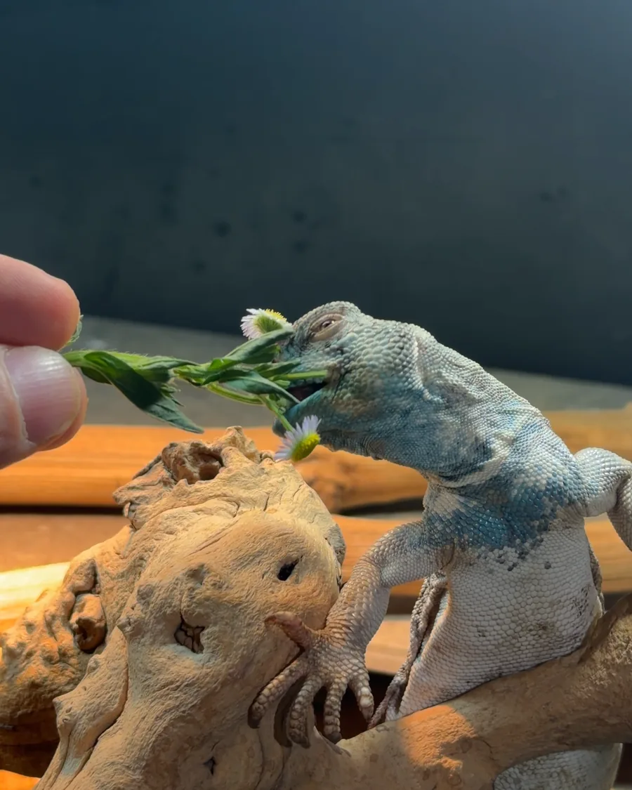 Uromastyx raising one front foot